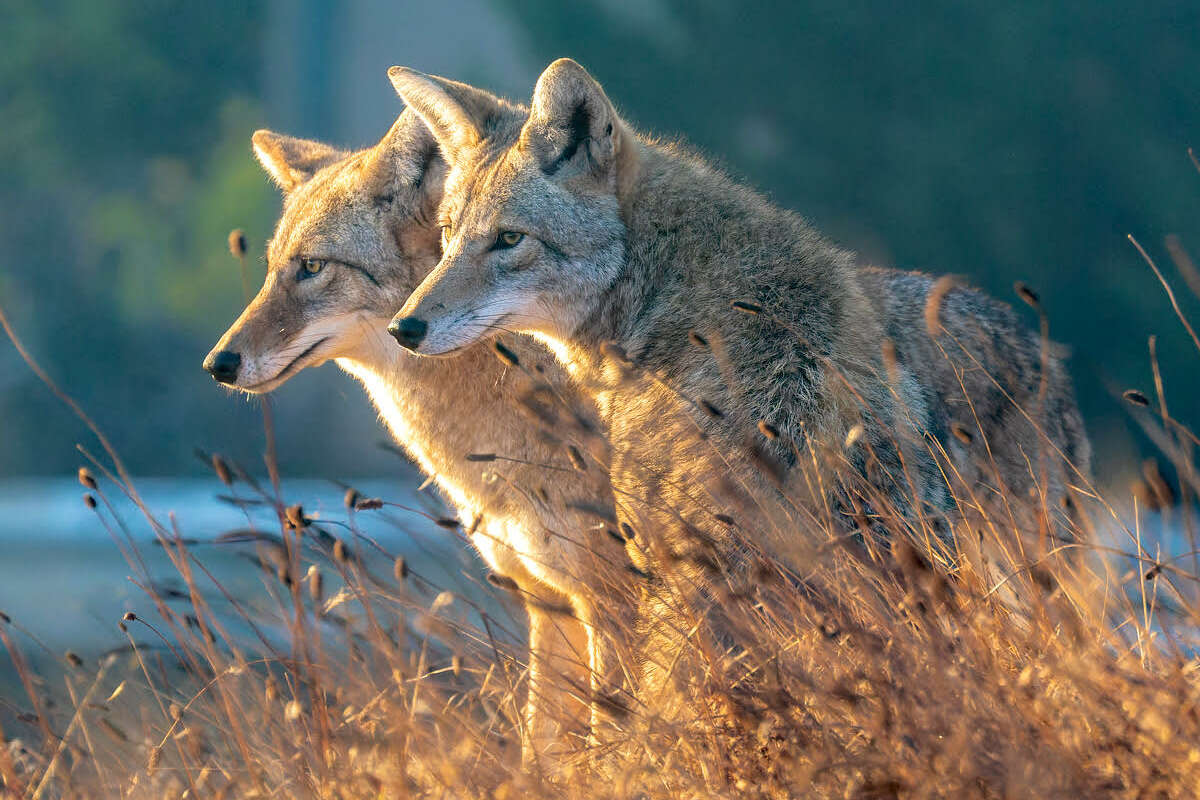 One of Janet Kessler's photos of coyotes in San Francisco. 