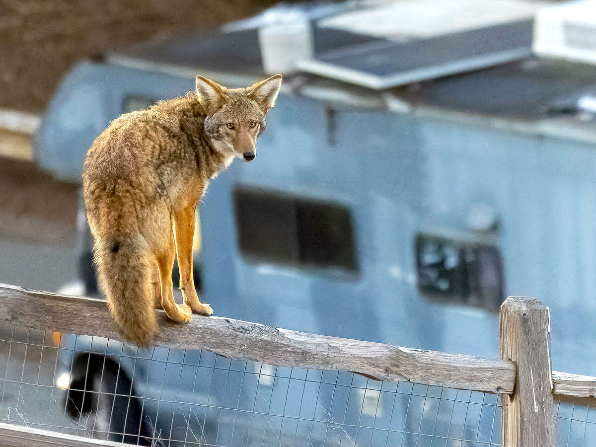 One of Janet Kessler's photos of coyotes in San Francisco. 