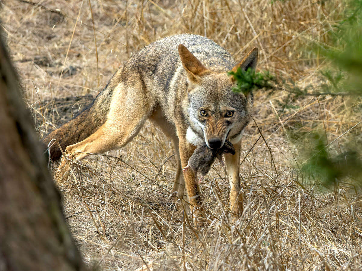 One of Janet Kessler's photos of coyotes in San Francisco. 
