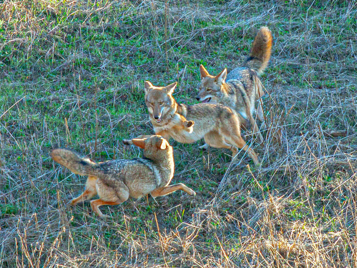 One of Janet Kessler's photos of coyotes in San Francisco. 
