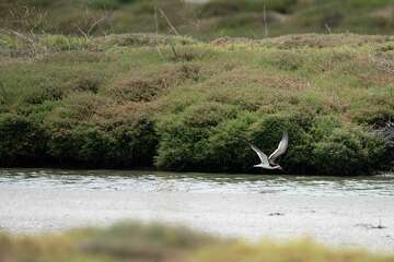 Golden Gate Audubon Society Dropping Audubon Name Over Racist Legacy