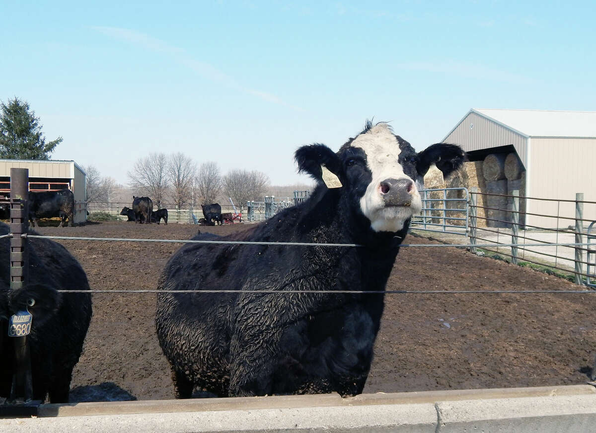 A cow takes a break from its lunch to look around at Orr Beef Research Center in Pike County.