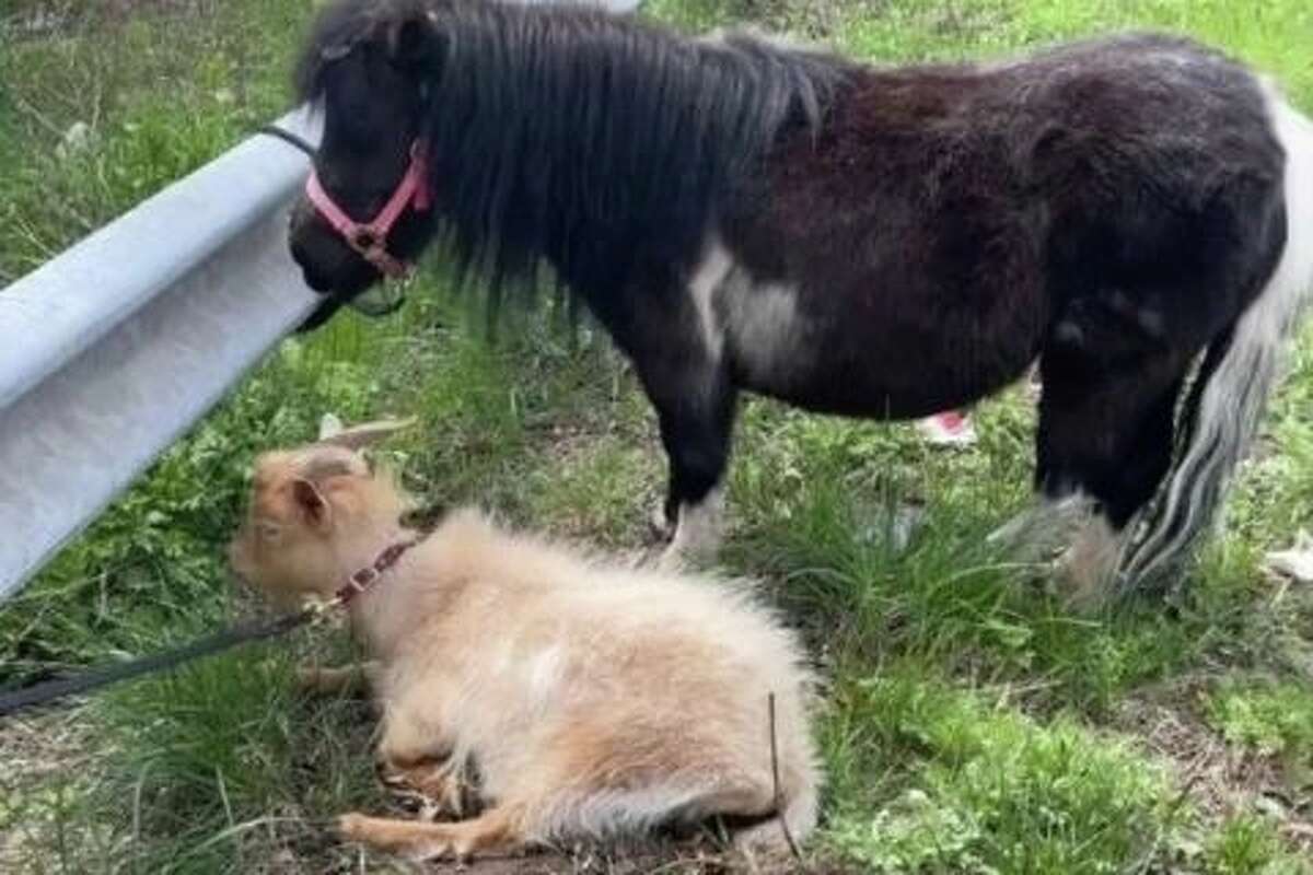 Hartford Yard Goats mascot pushed over, police investigating