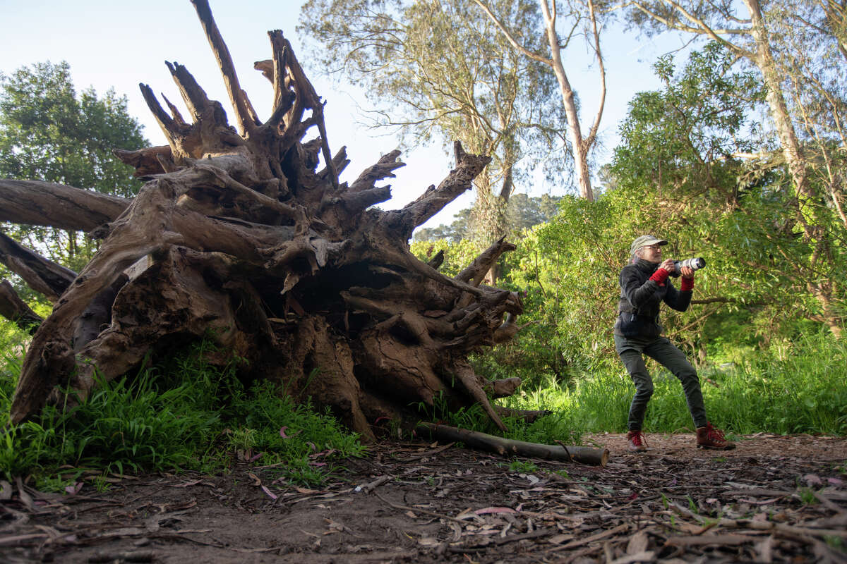 Janet Kessler poses while photographing coyotes at Golden Gate Park on April 27, 2023 in San Francisco, California.  Kessler has been taking pictures of the coyotes in the park for years.