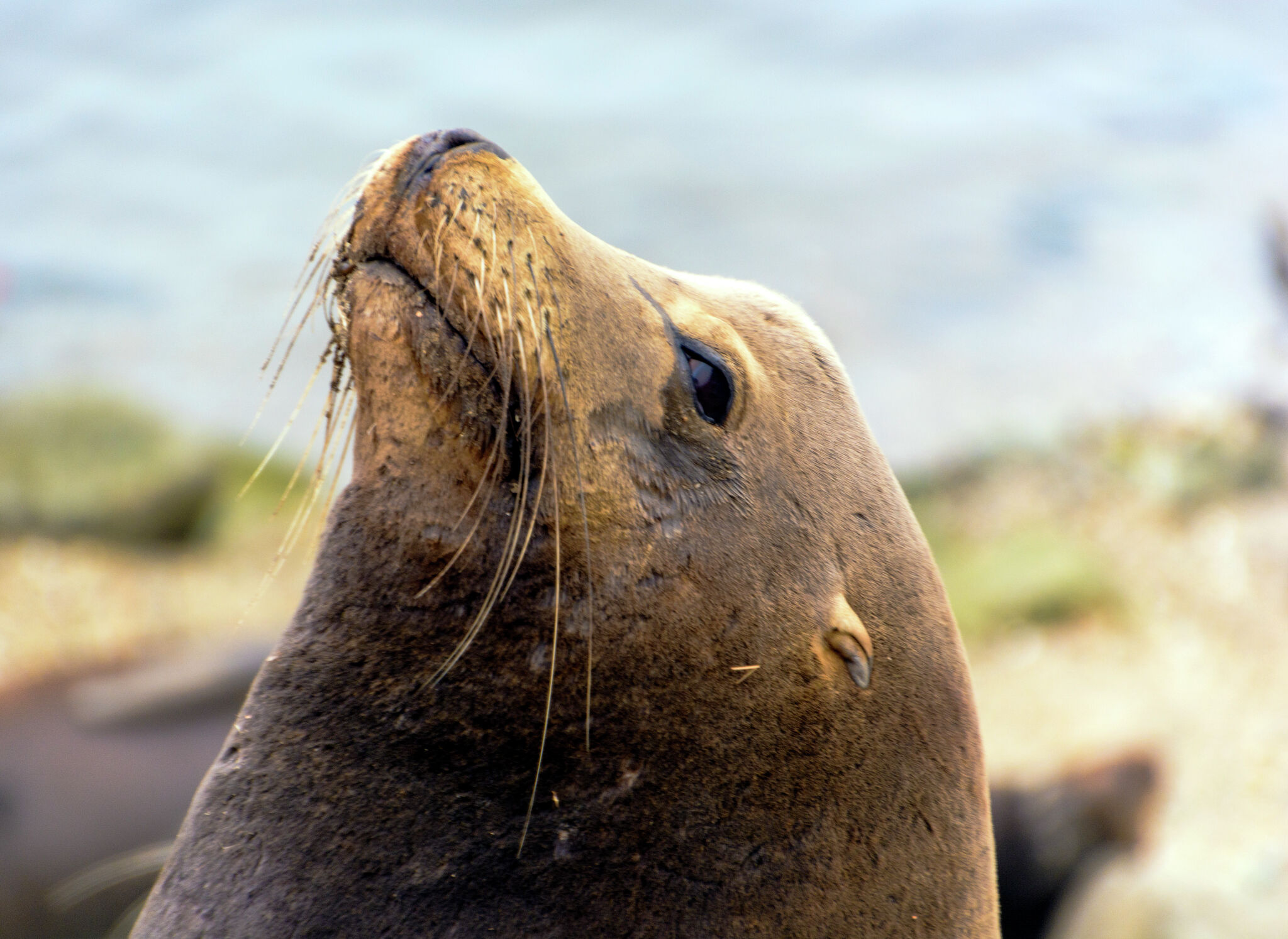 California Sea Lion