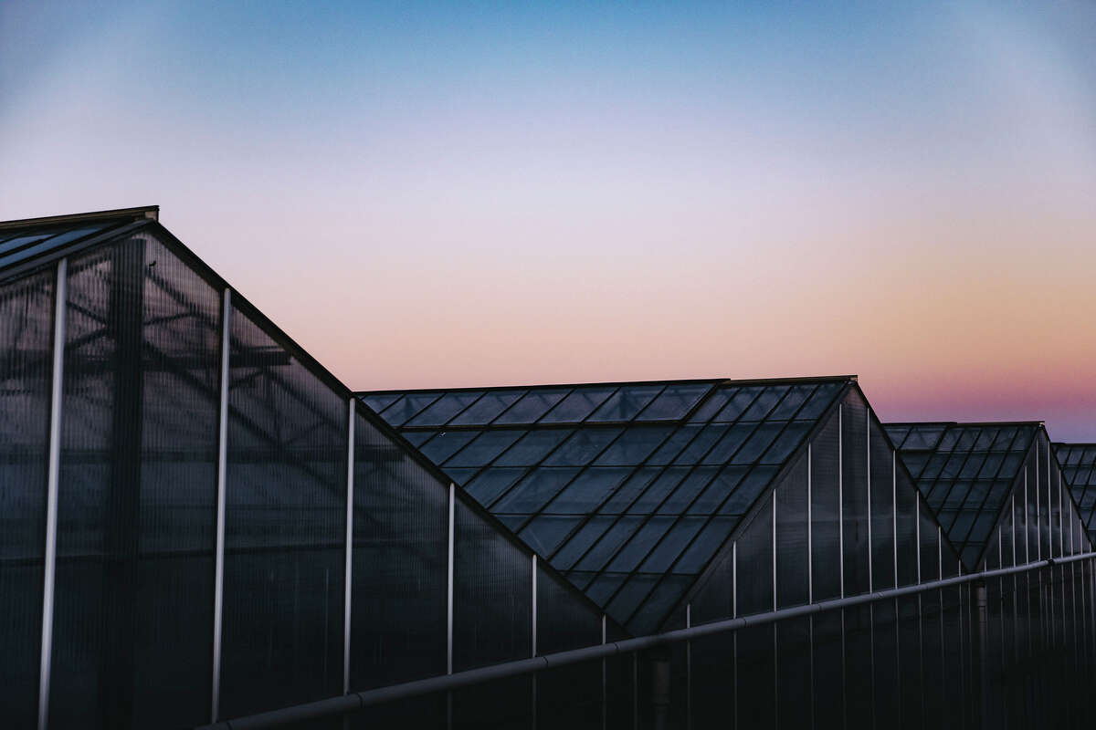 Glass House Brands grows cannabis in one of the largest greenhouse facilities in America.