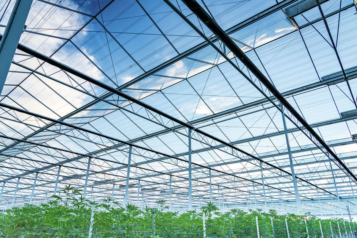 Glass House Brands uses greenhouses to grow cannabis at the largest pot farm in California
