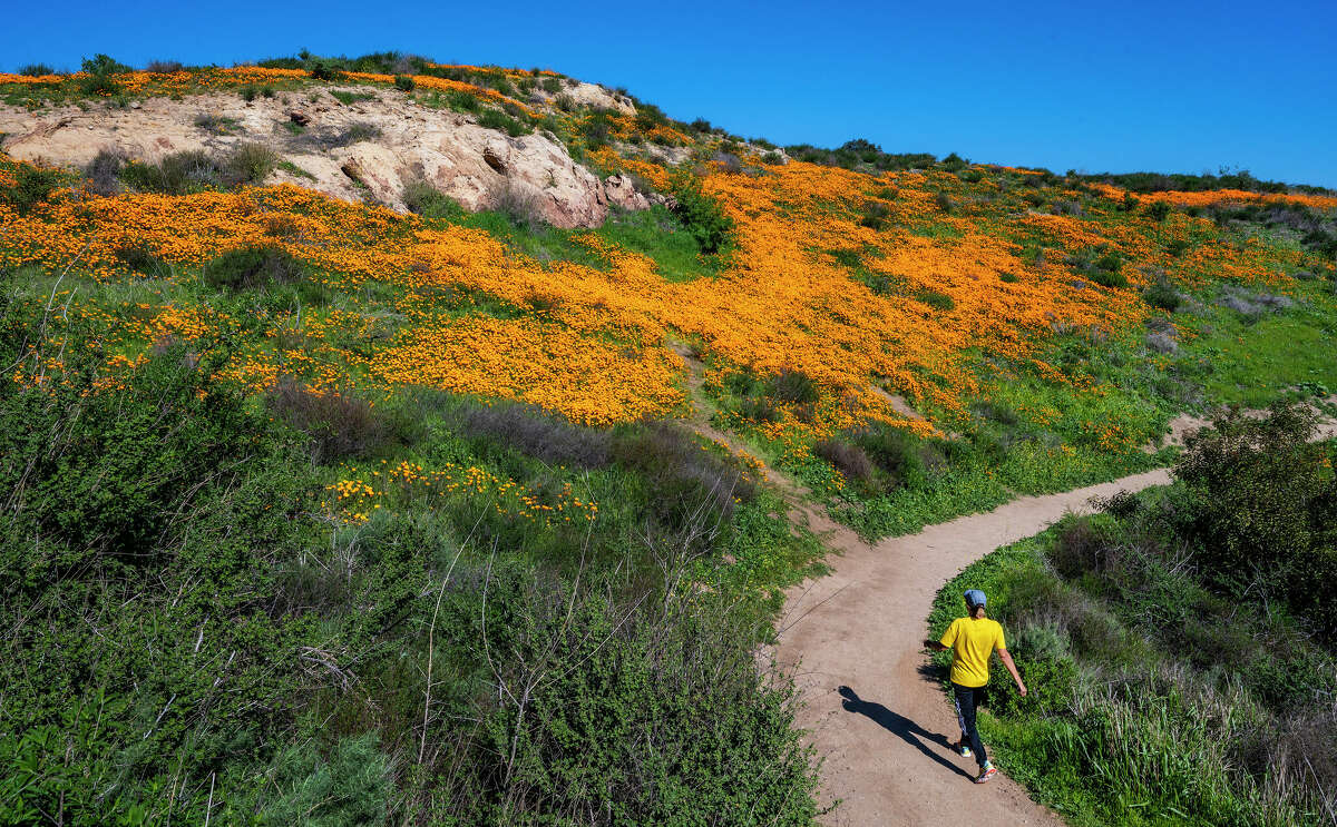 A hiker on the Weir Canyon Trail approaches a colorful hillside of California poppies in Anaheim Hills on Feb. 8, 2023.