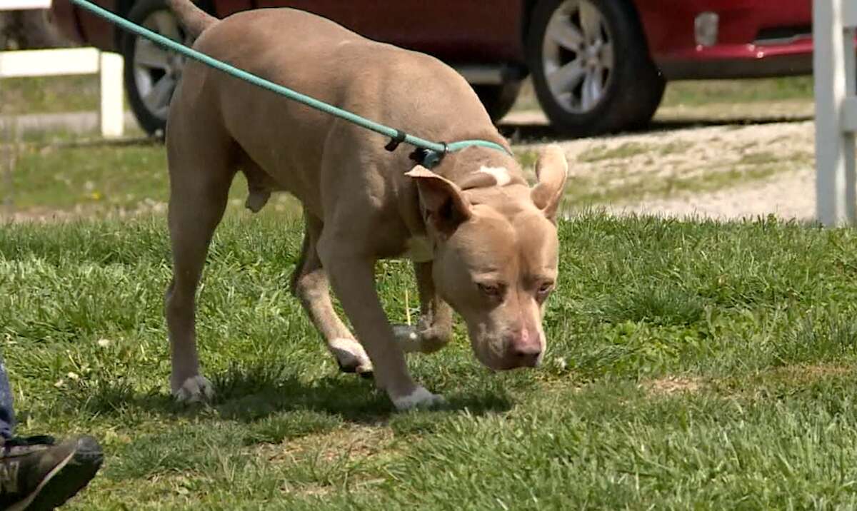 Are Pitbulls Allowed In