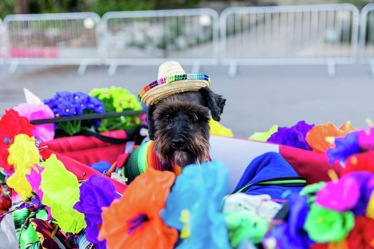 Fiesta's Pooch Parade takes over Alamo Heights