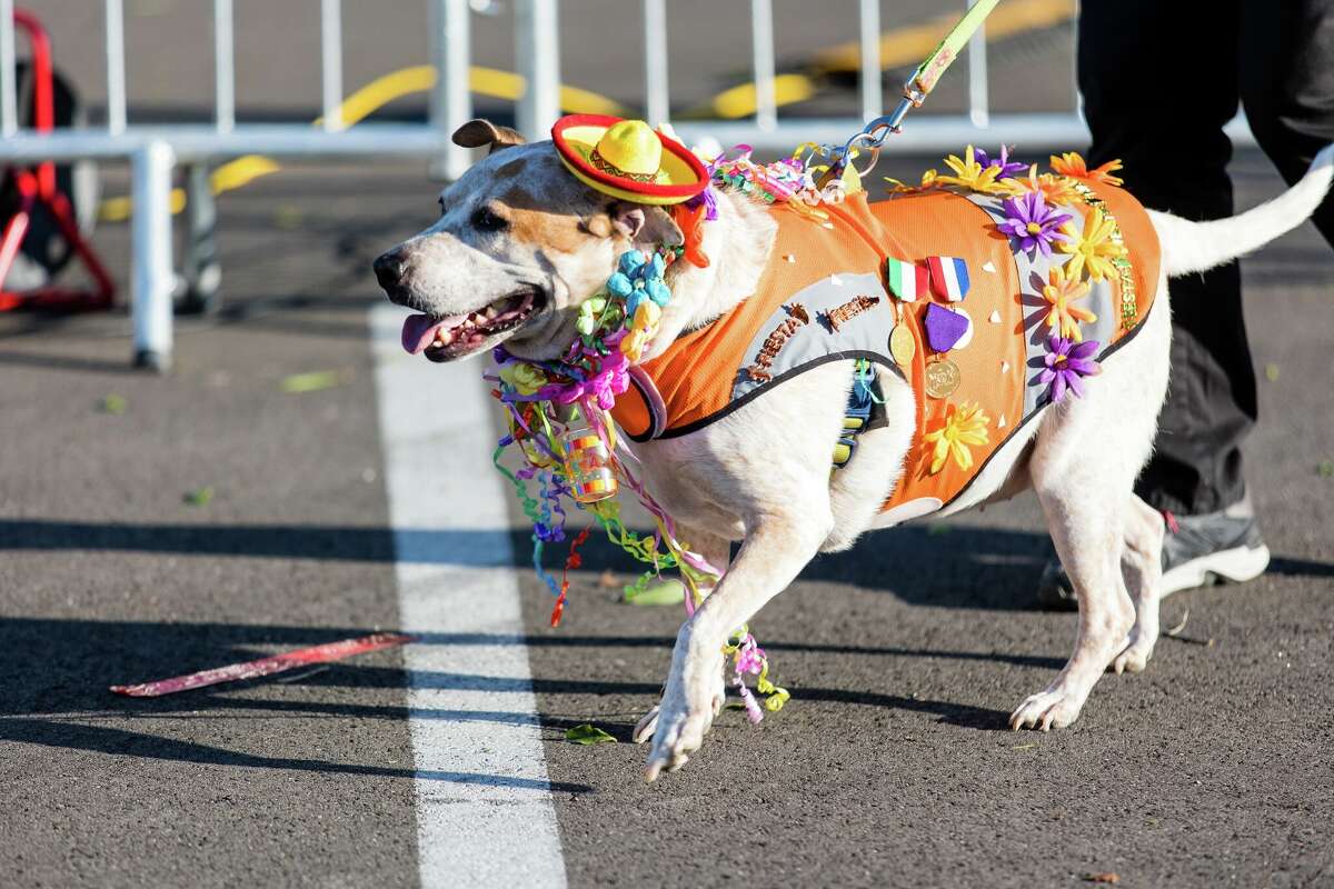 Fiesta's Pooch Parade takes over Alamo Heights