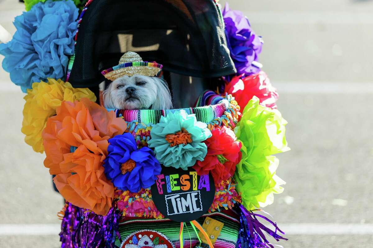 Fiesta's Pooch Parade takes over Alamo Heights