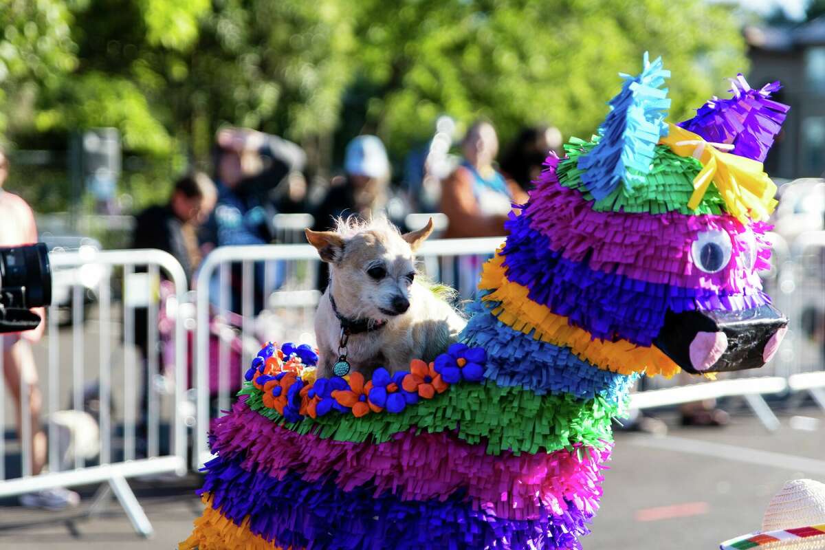 Fiesta's Pooch Parade takes over Alamo Heights