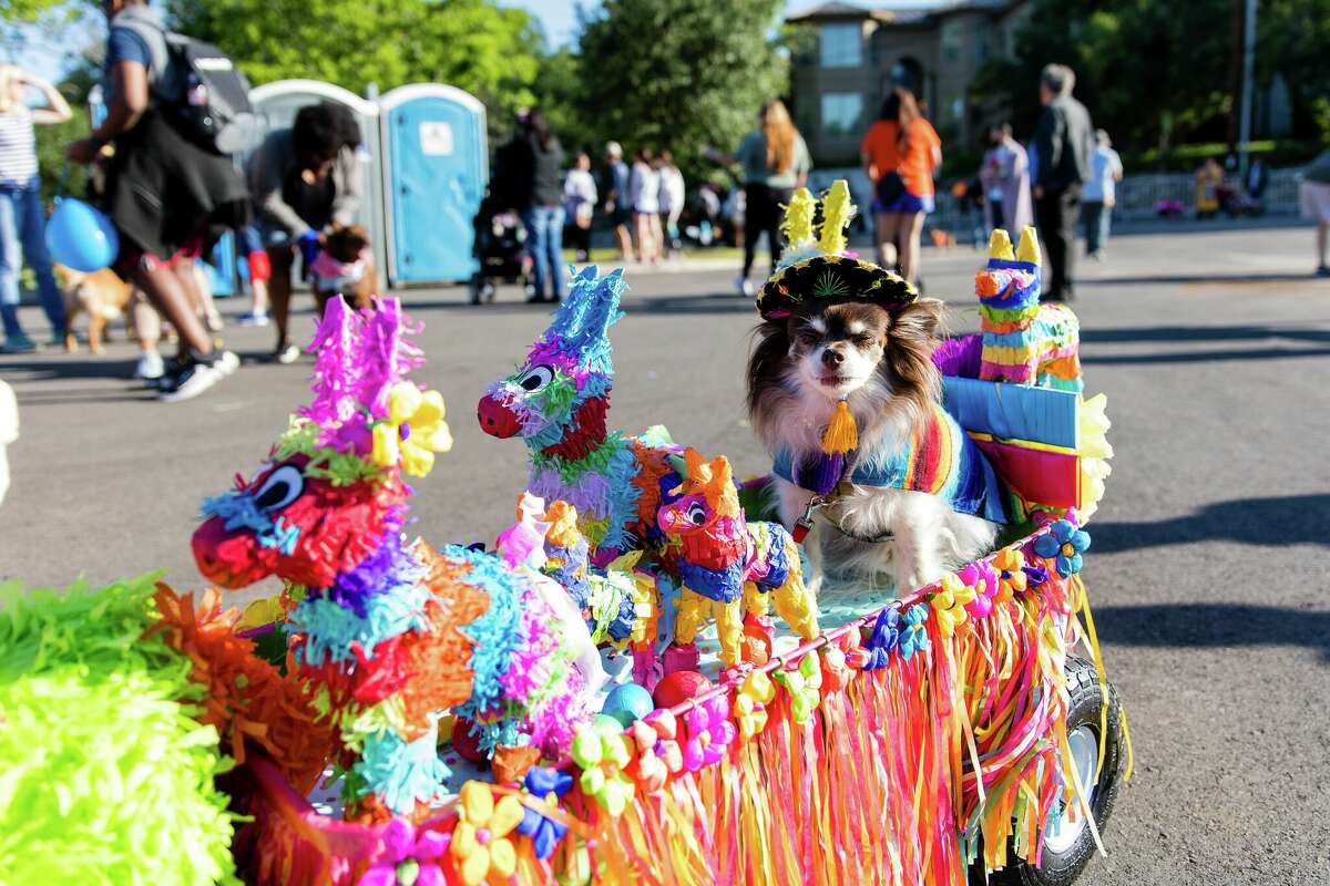 Fiesta's Pooch Parade takes over Alamo Heights