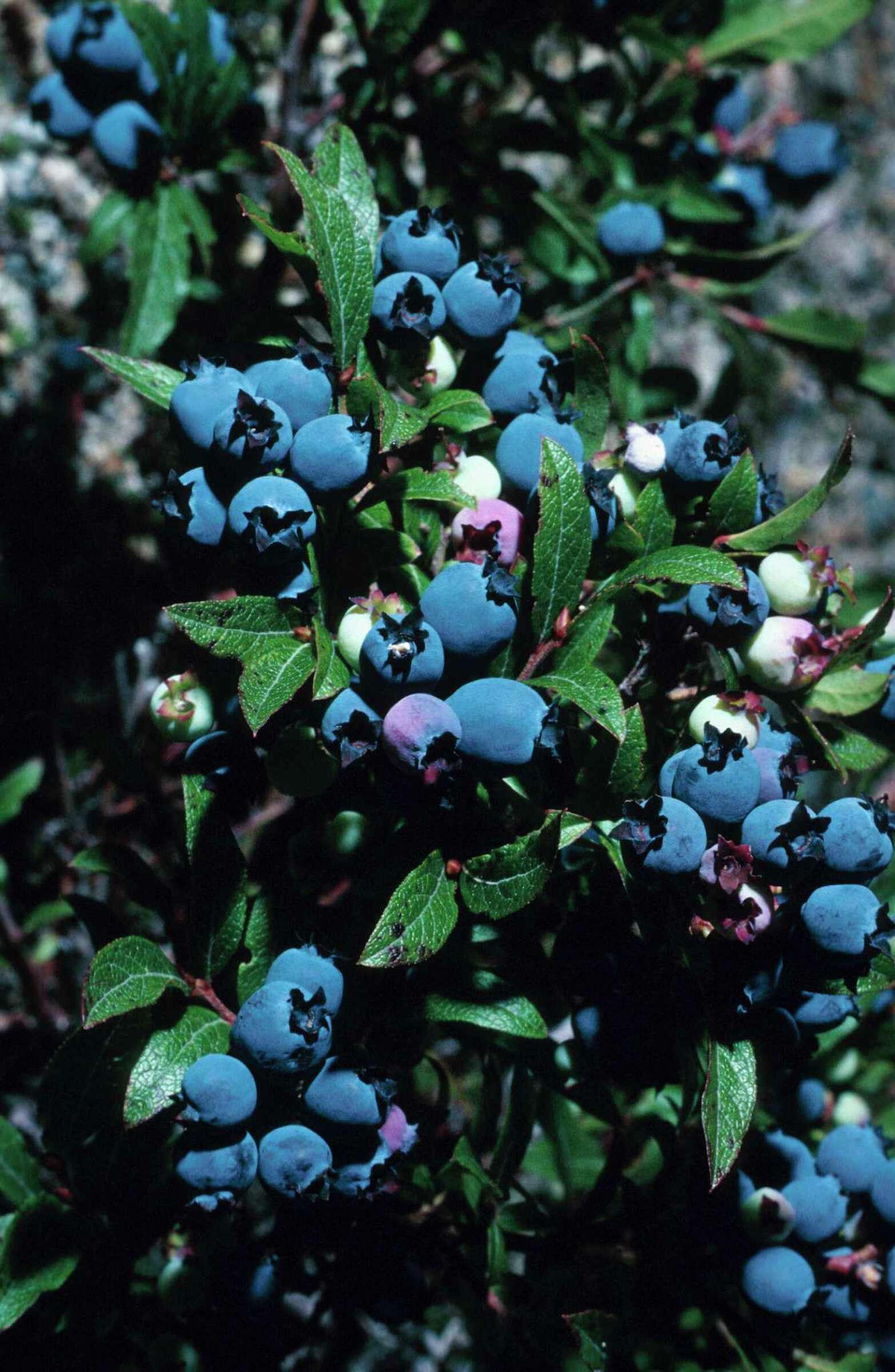 Aluminum Sulfate & Blueberry Plants
