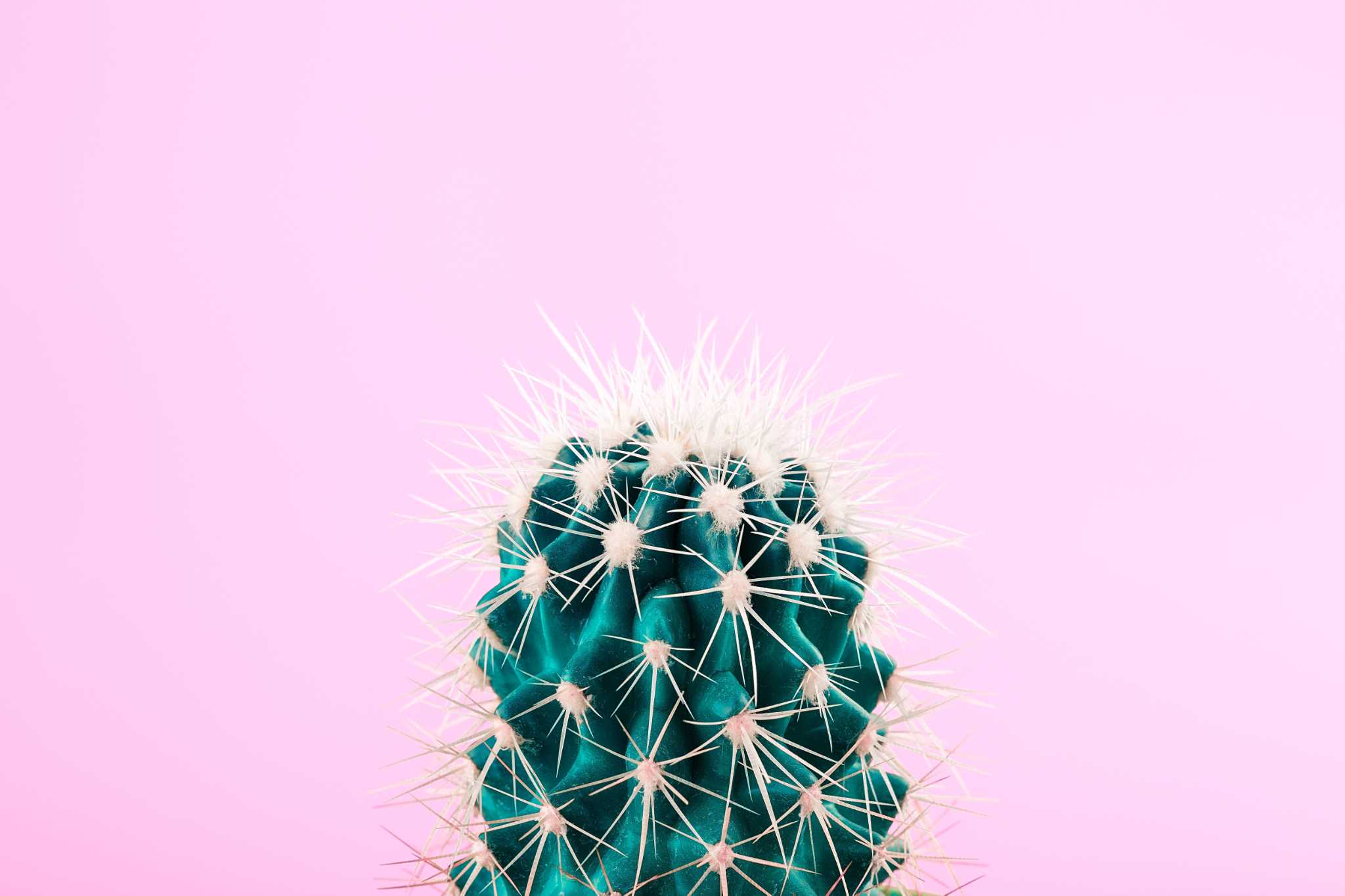 Characteristics of a Cactus
