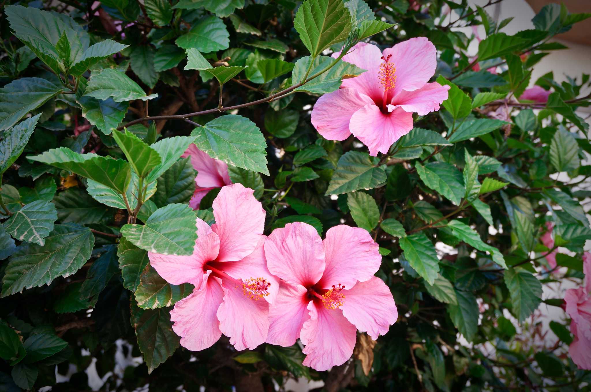 Gumamela Flower How to Care for Grow Tropical Hibiscus