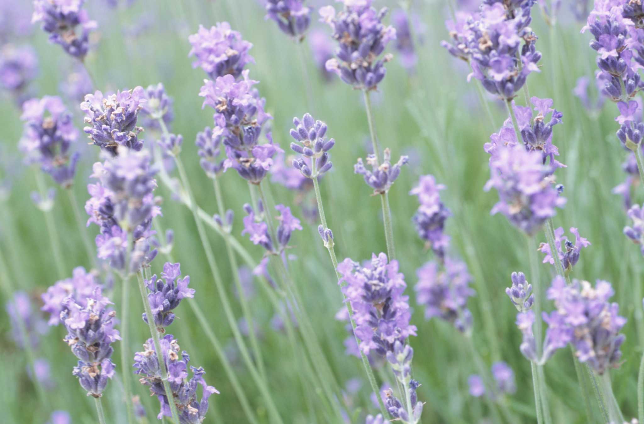 How to Grow Food Grade Lavender