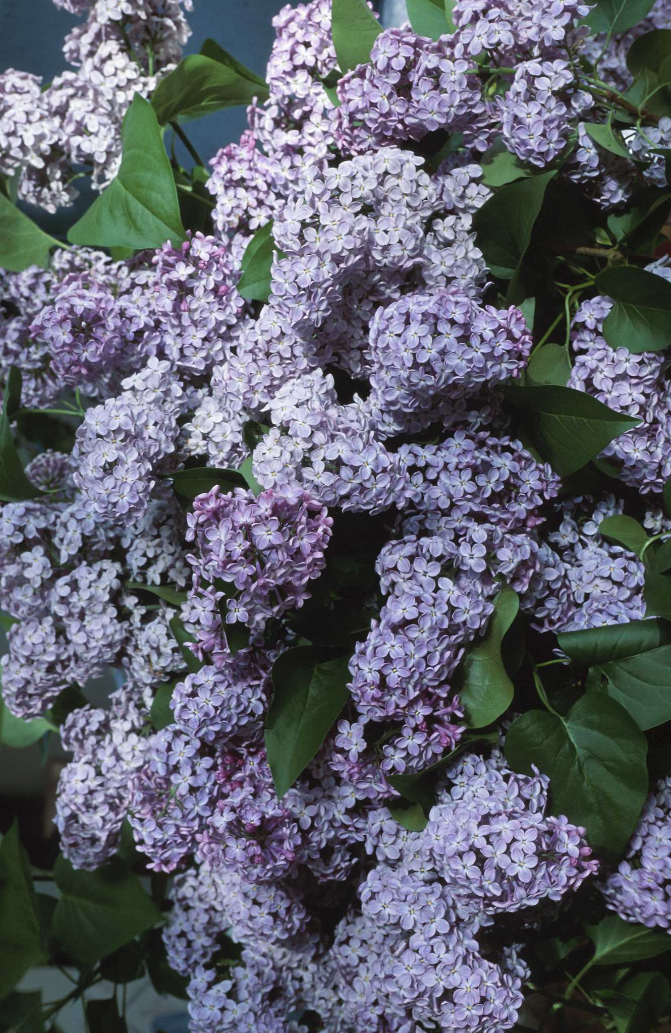 Growing lilacs for Minnesota landscapes