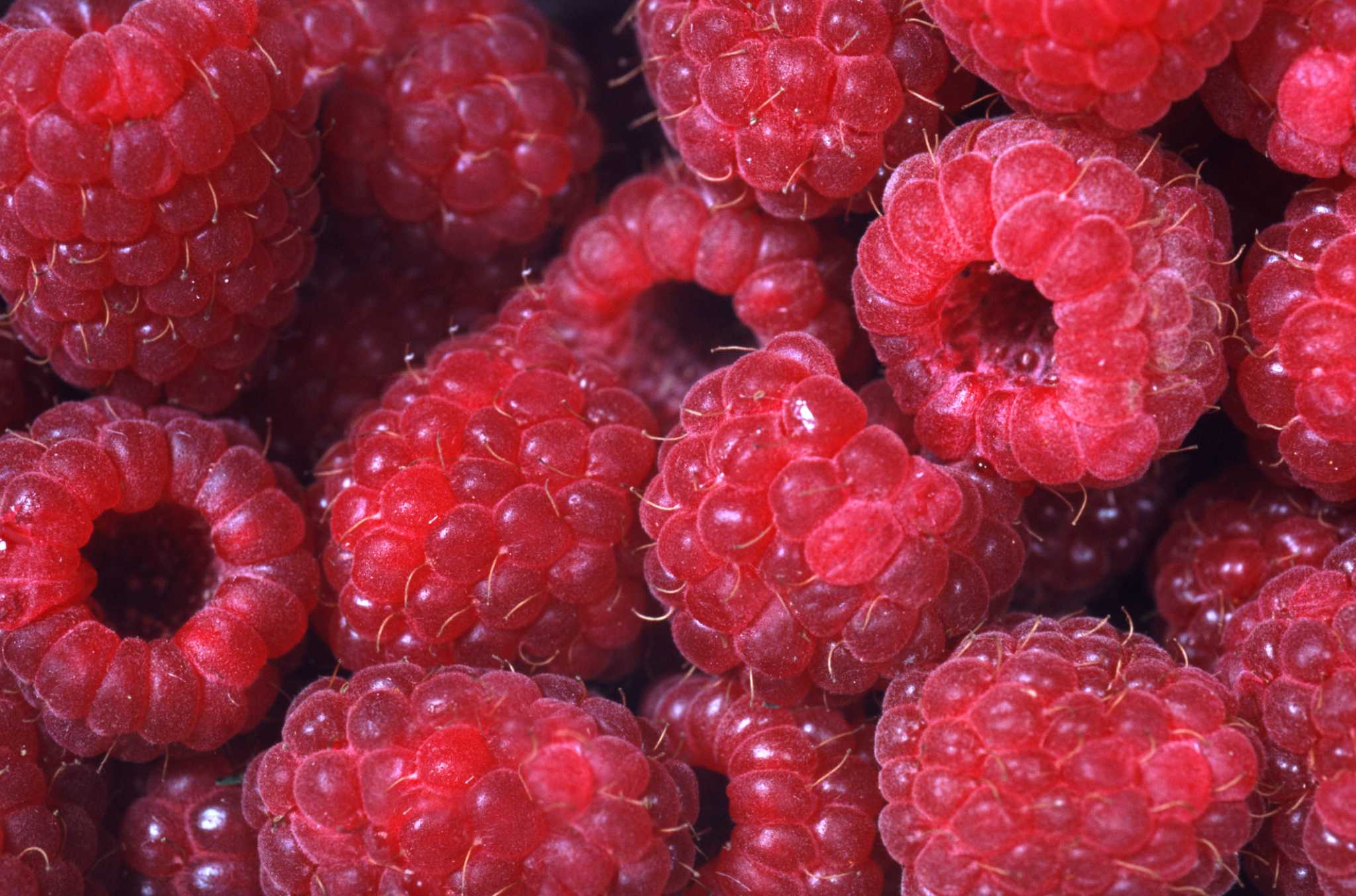 Varieties of Raspberry Colored Roses