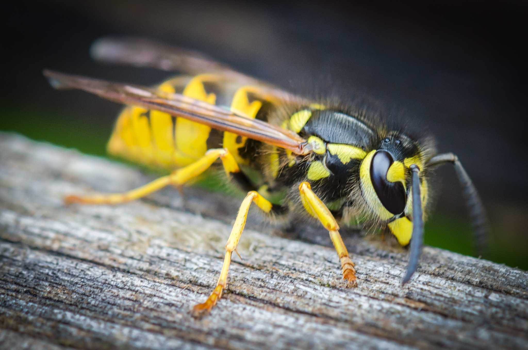 Cheap Way to Kill Wasps