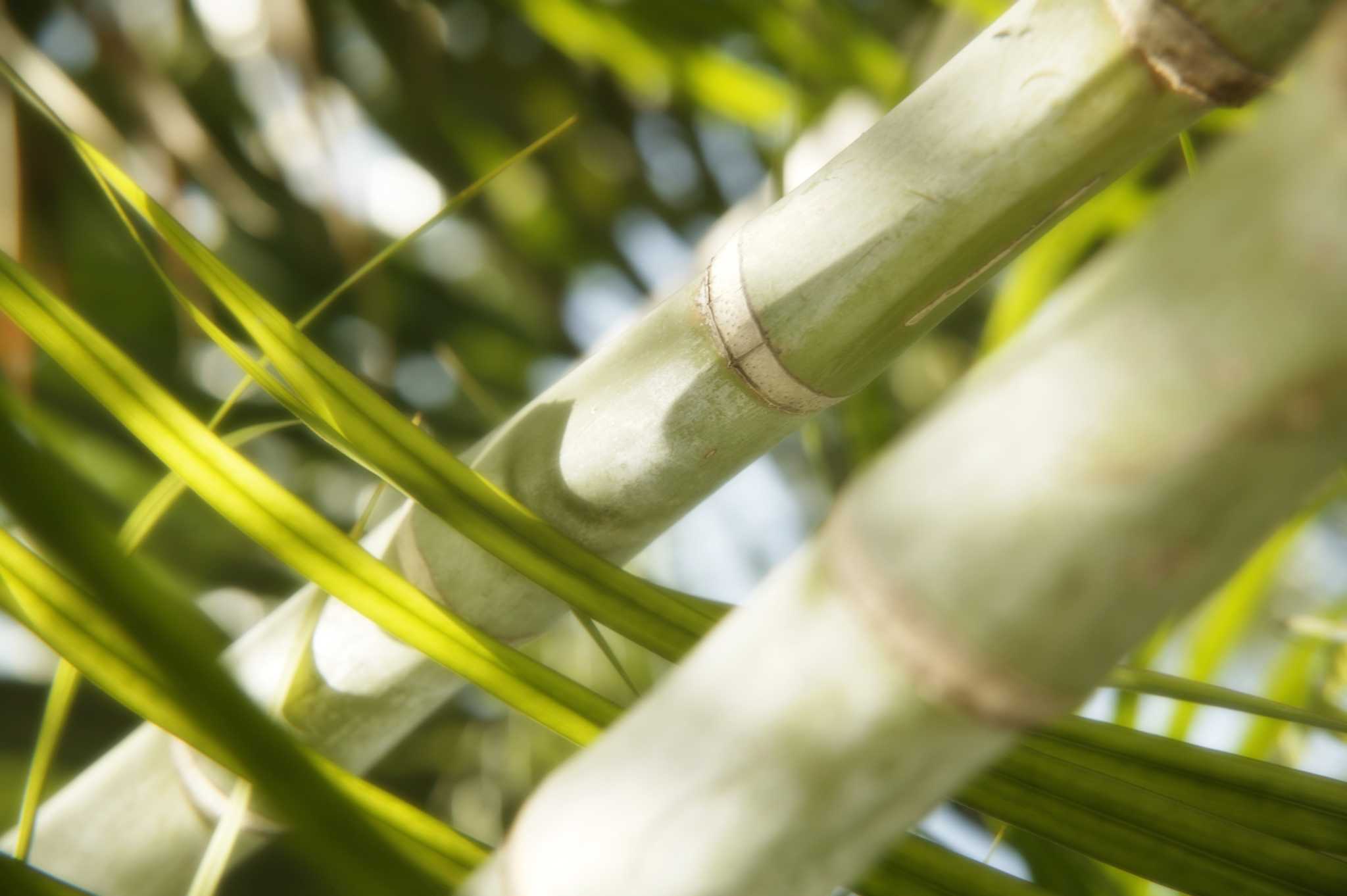 Chemicals to Kill Bamboo