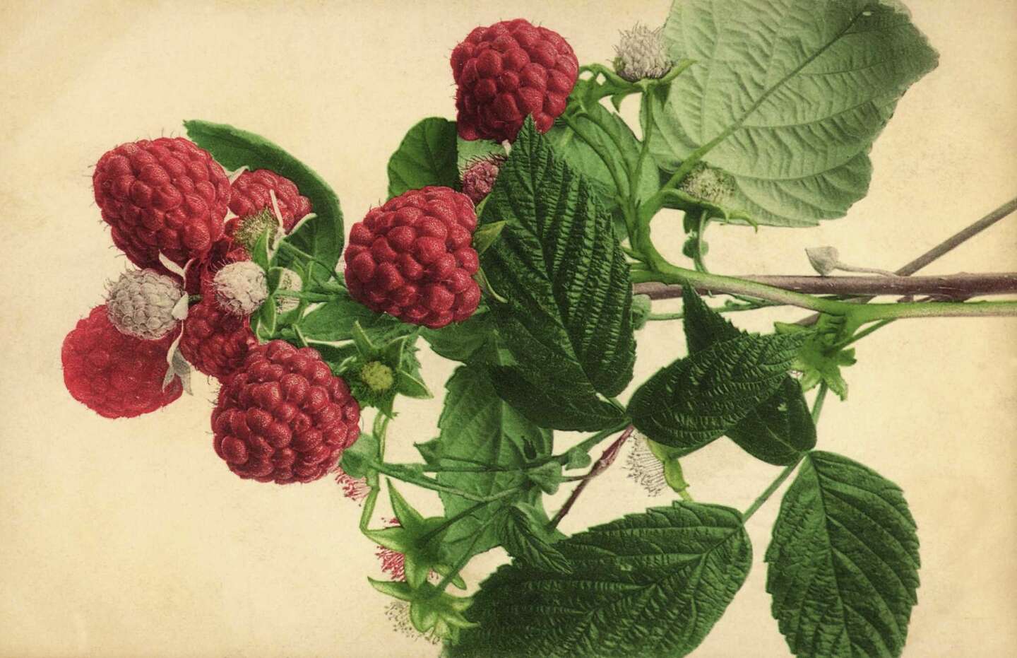 Why Do Raspberry Leaves Turn Brown?