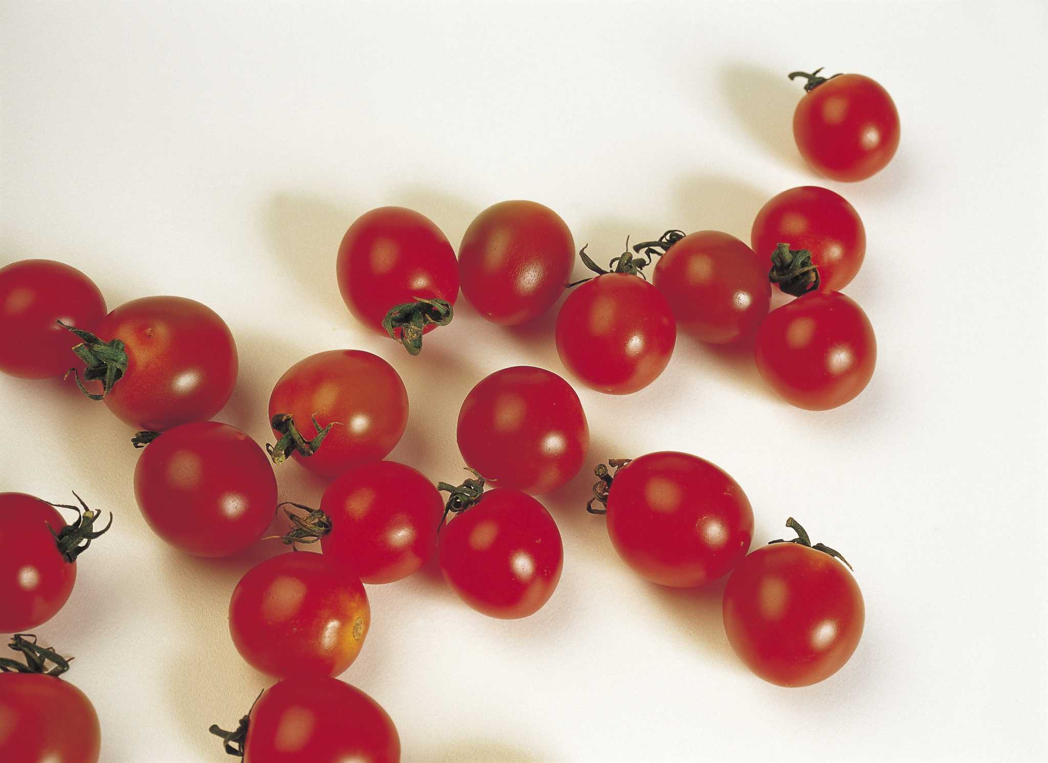 Do Cherry Tomato Plants Need to Be Tied?