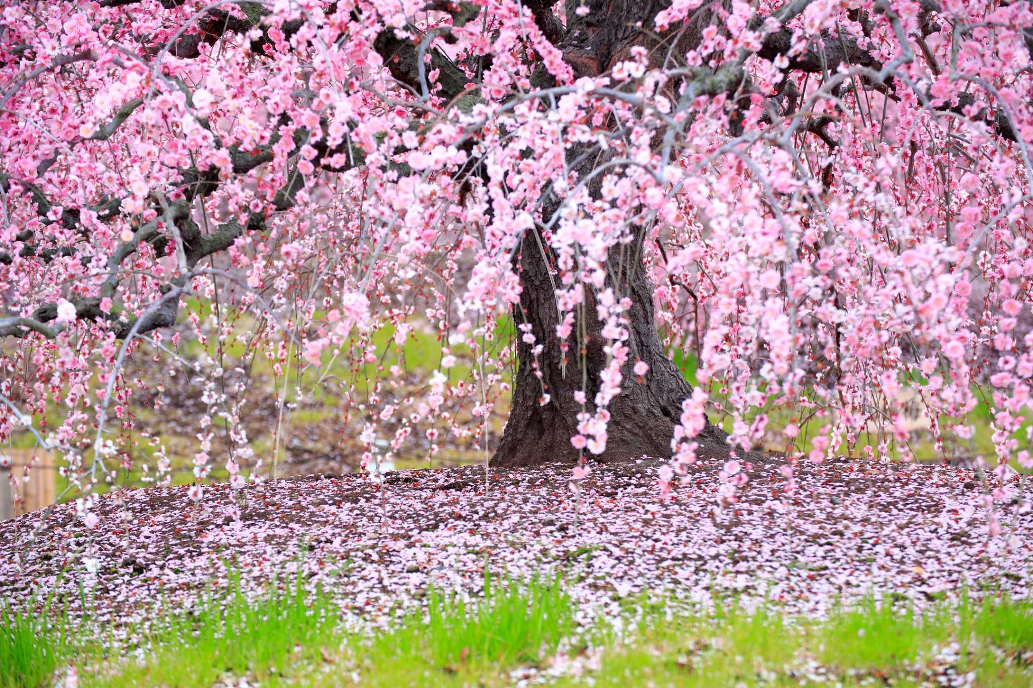 Cherry Trees & Insects That Cause Leaf Damage