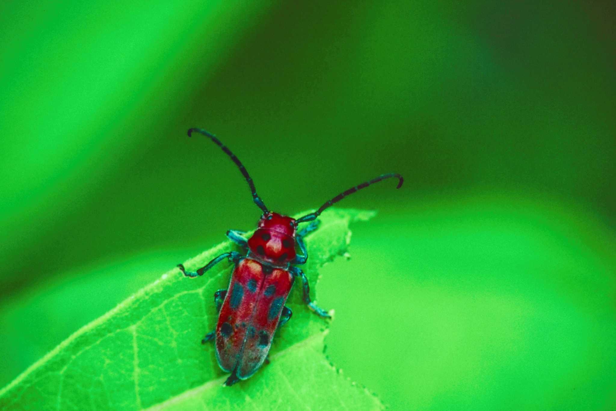 chewing-insects-perennials