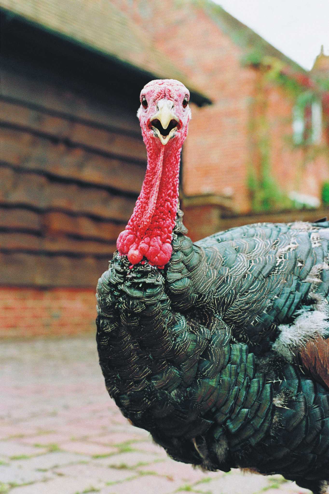 Chicken Manure Vs. Turkey Manure