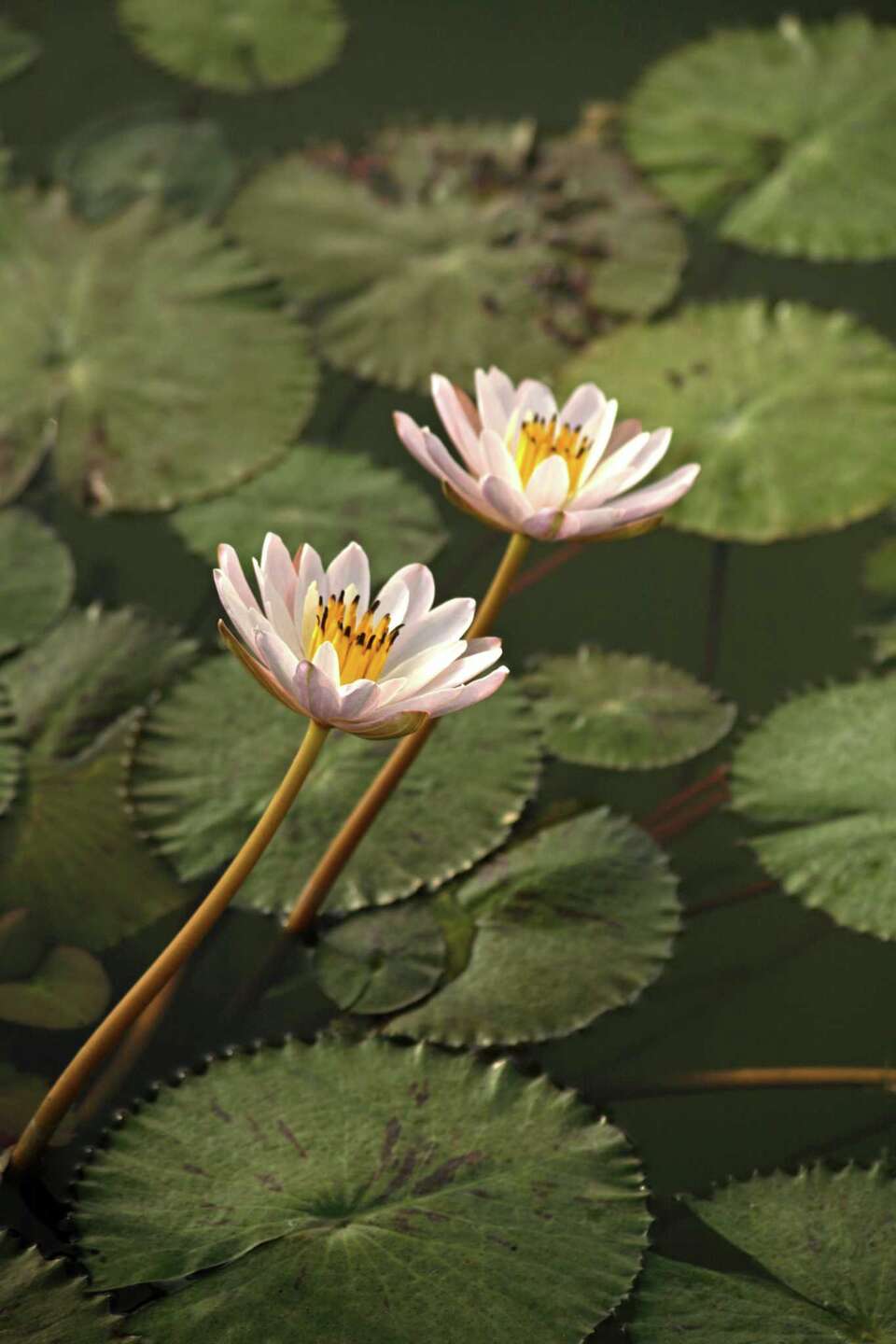 Will Chlorine Kill Water Lilies?