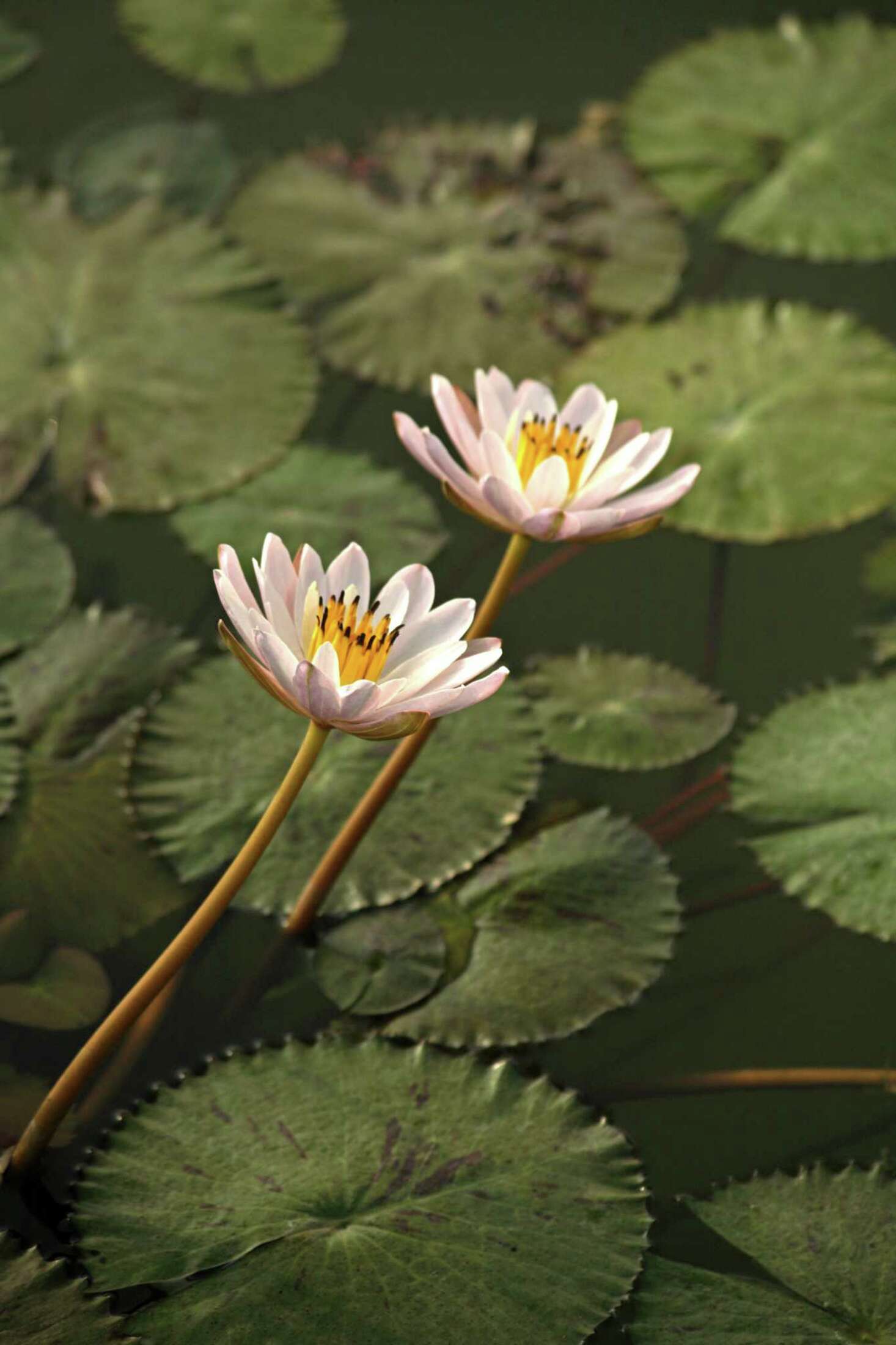 Will Chlorine Kill Water Lilies?