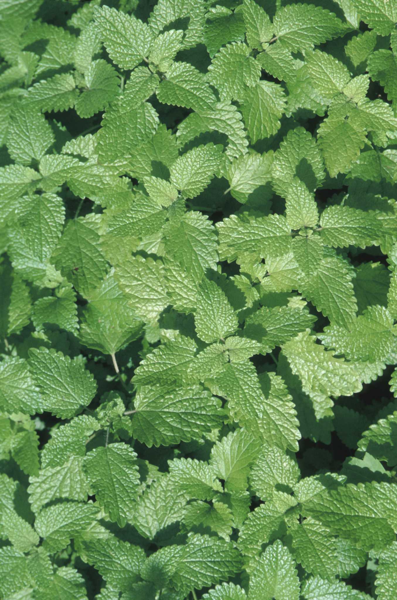 What Does Chocolate Mint Look Like Right Before It Flowers?