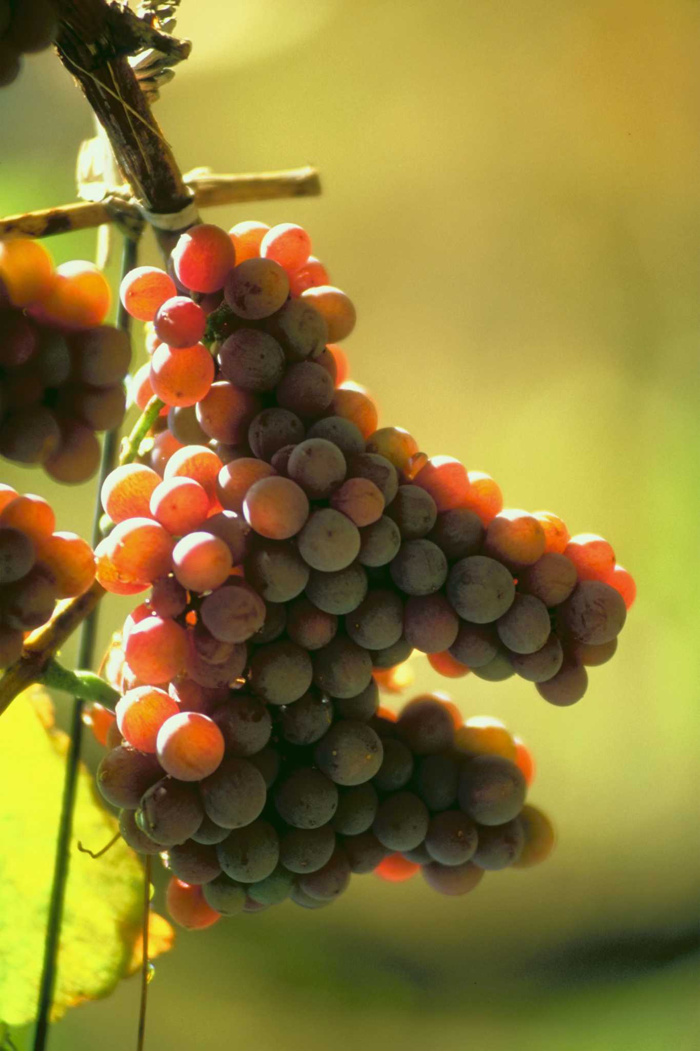 The Best Soil Types to Grow Grapes