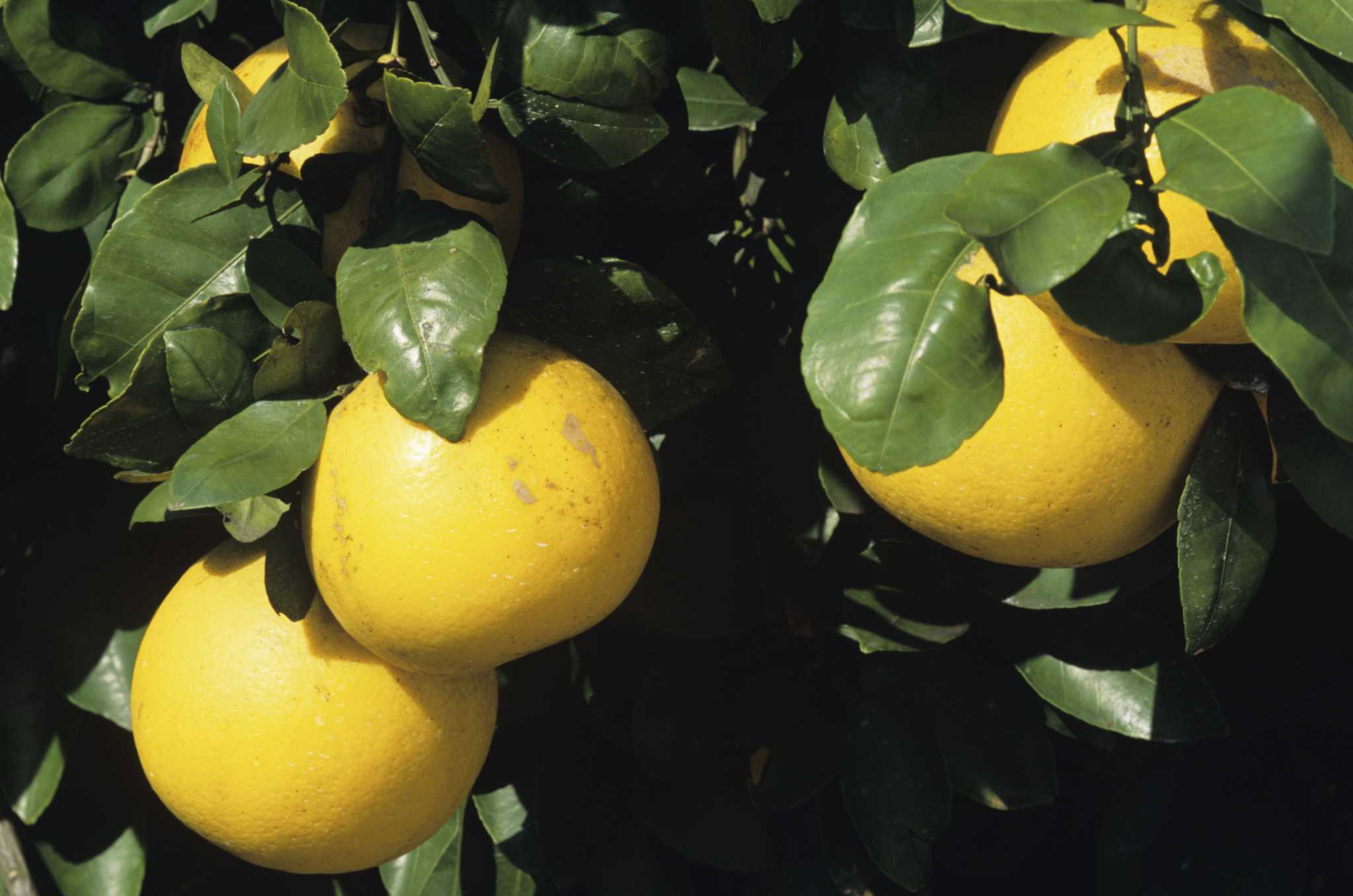 How to Choose the Right Citrus Tree