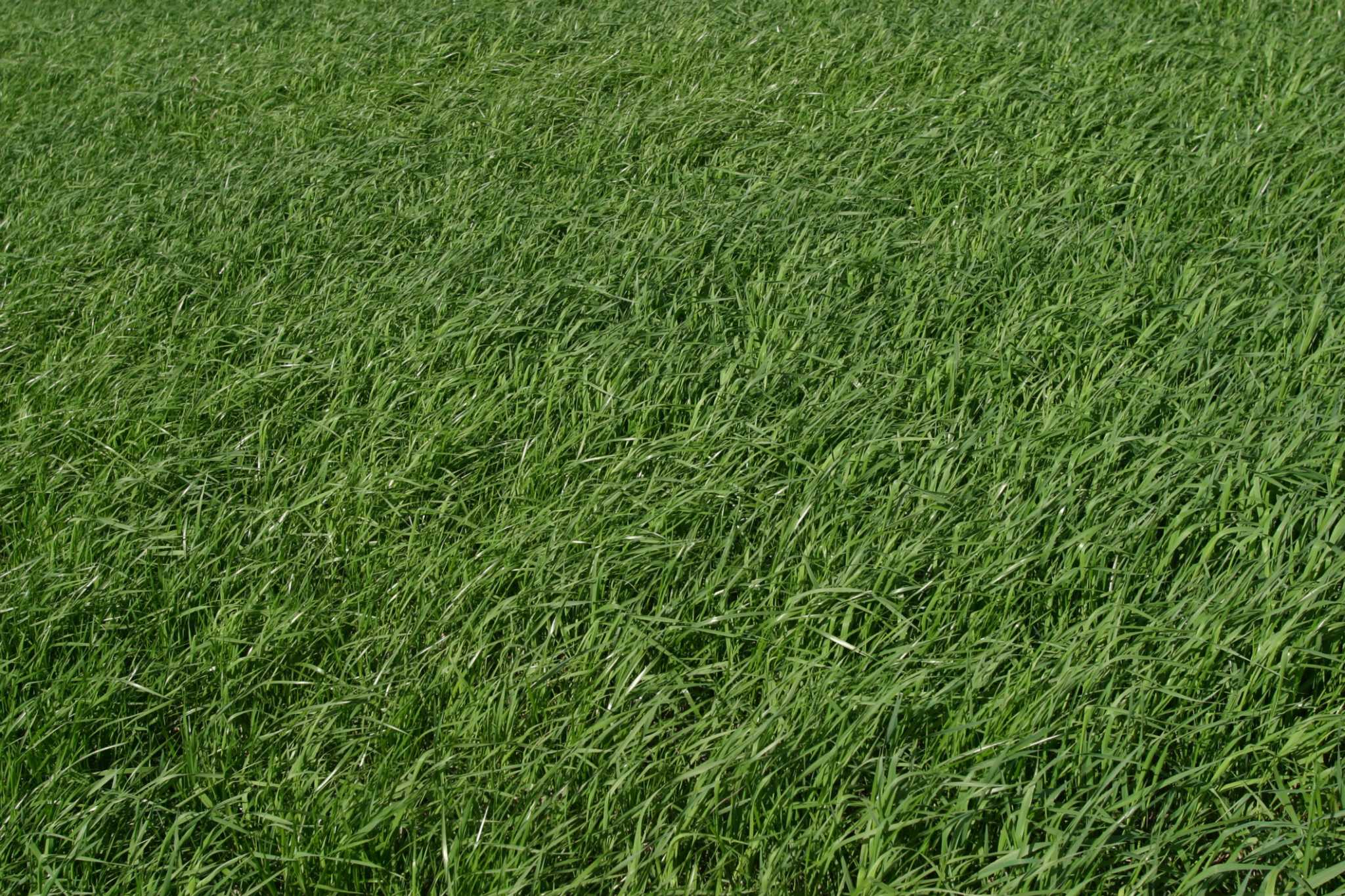 Dark green deals grass