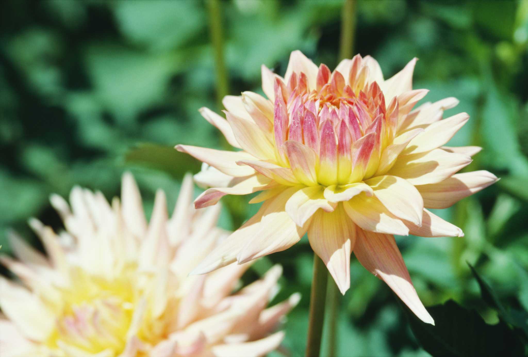 Chrysanthemum & Insects