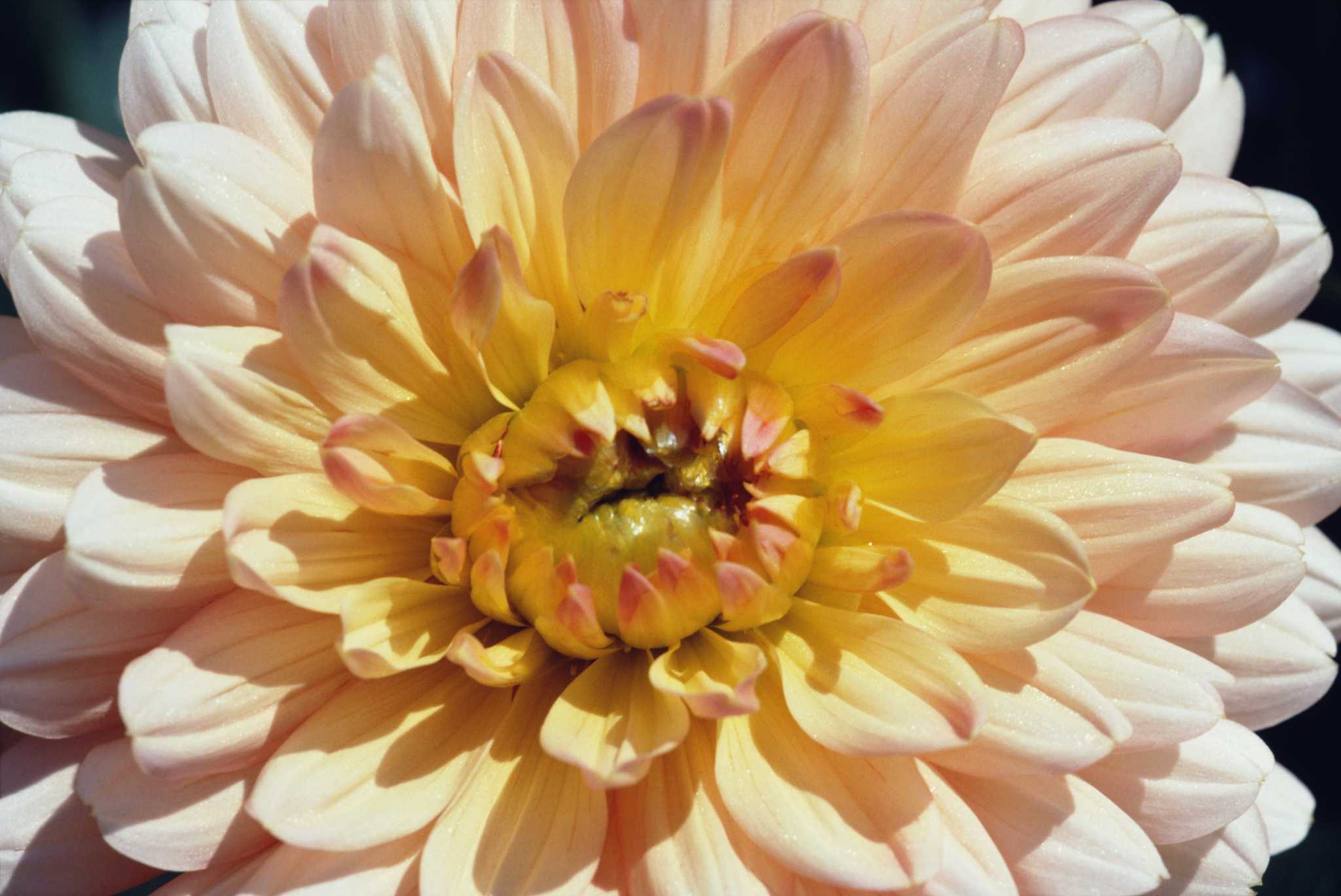 When Do Chrysanthemums Bloom?