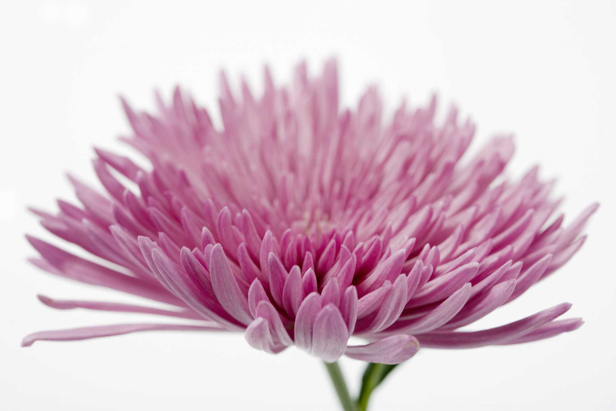 What Do Chrysanthemums Look Like?
