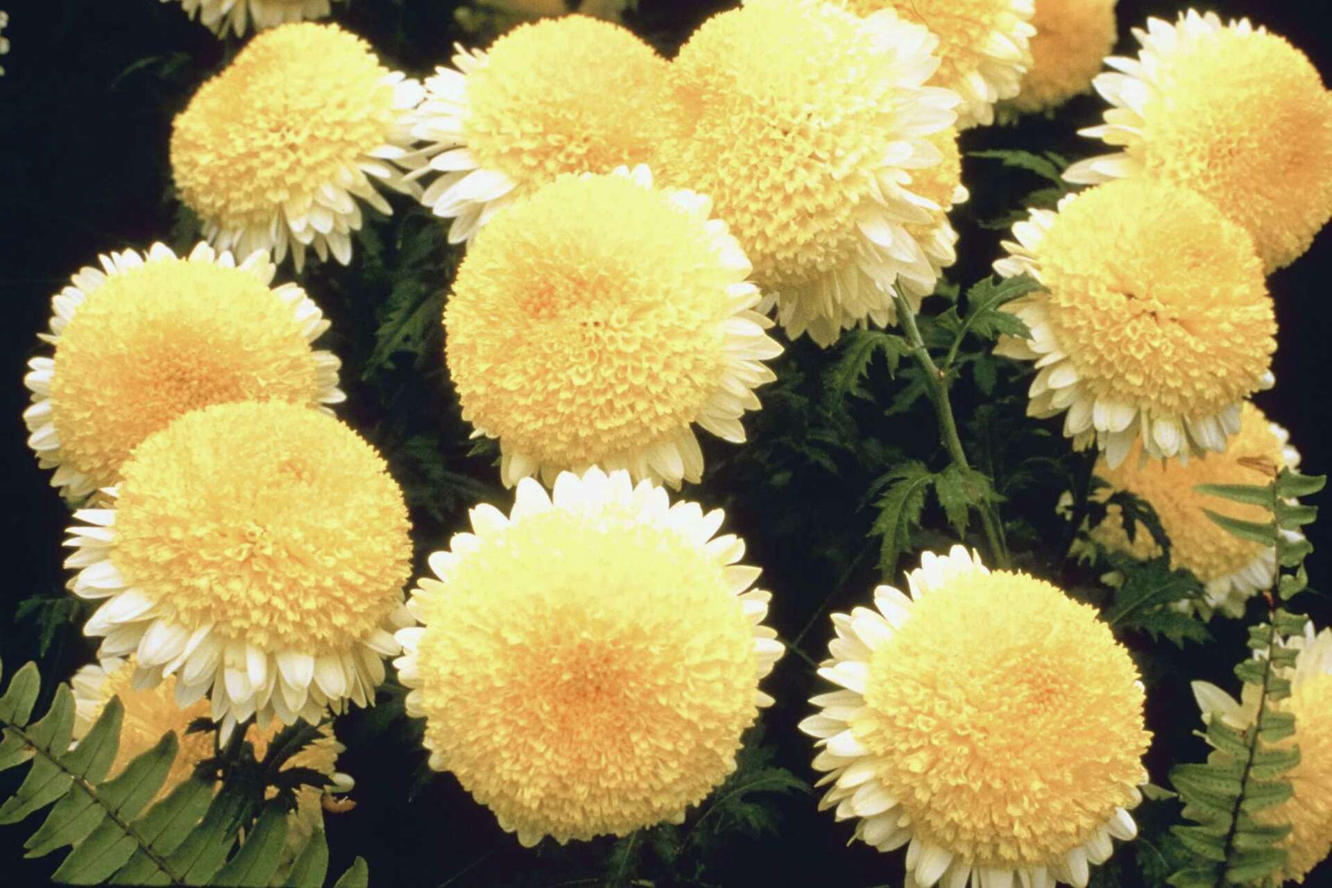 Shops is chrysanthemum poisonous to dogs