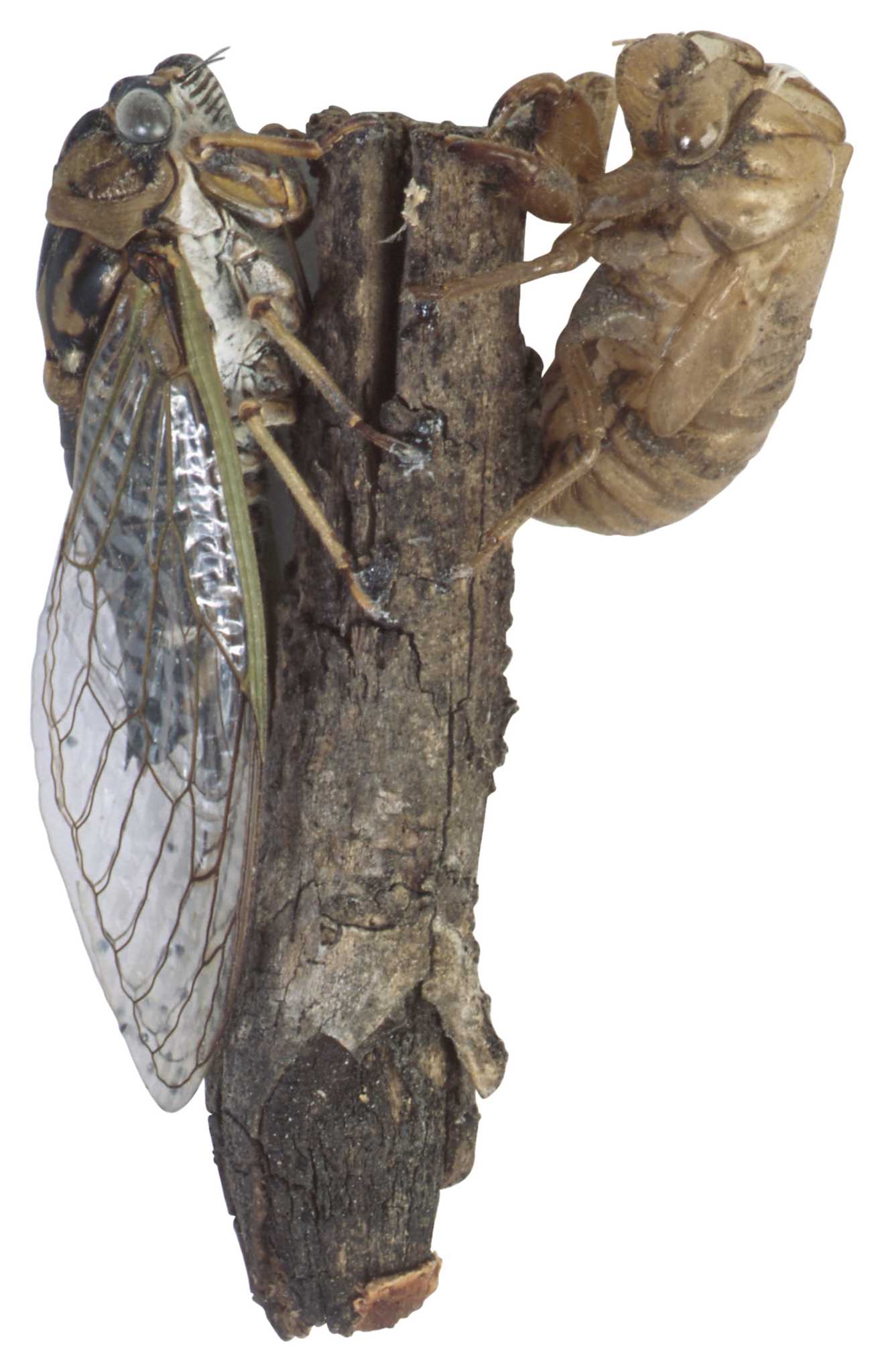 Cicadas on Pine Trees