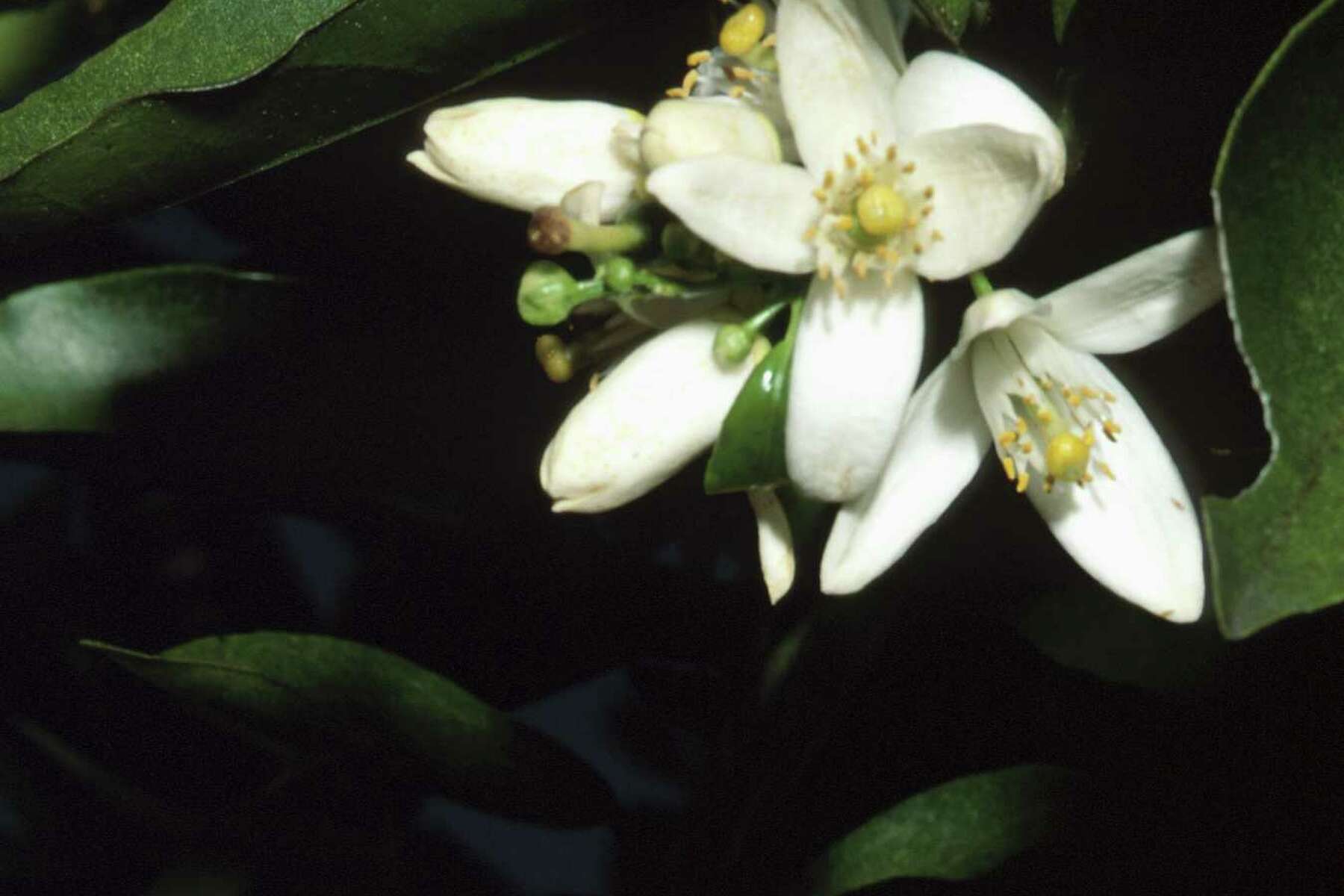 white flowering trees identification