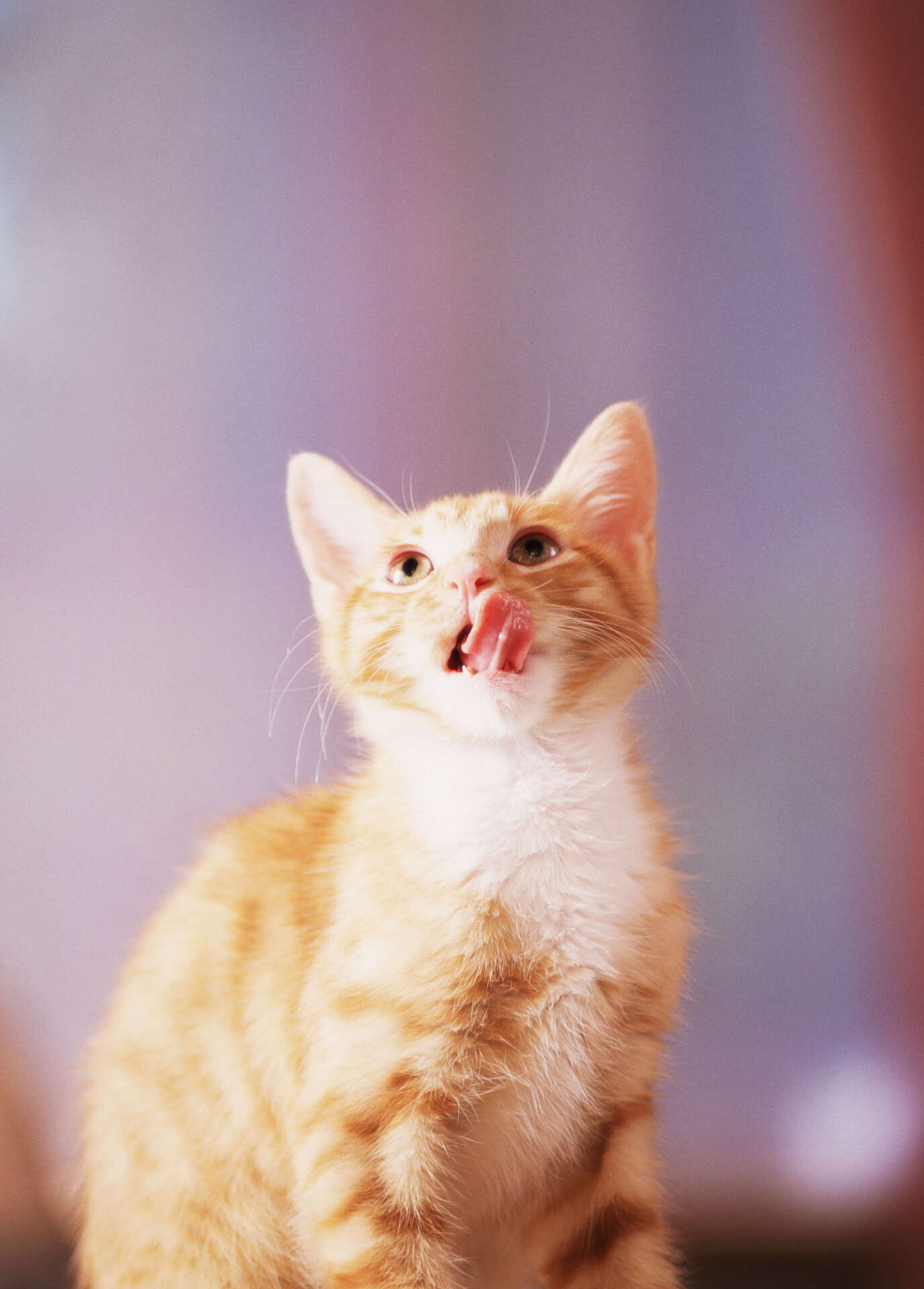 Are Citrus Tree Leaves Poisonous to Cats?