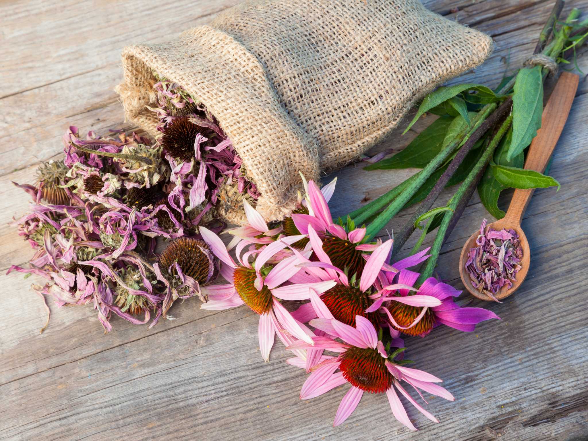 Benefits of Echinacea & Goldenseal