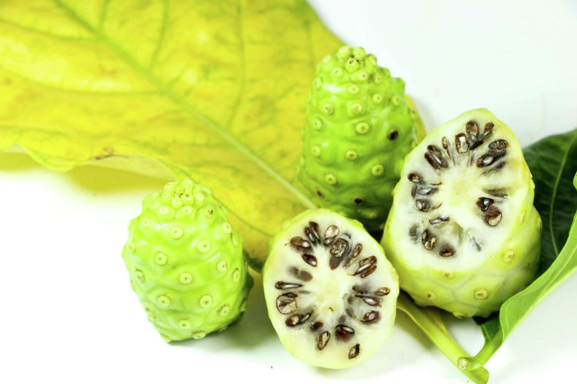What Are the Benefits of Morinda?