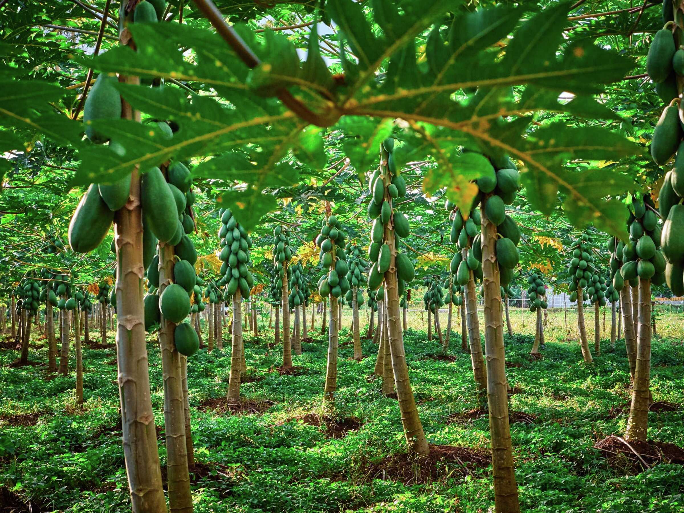 What Are the Benefits of Paw Paw?