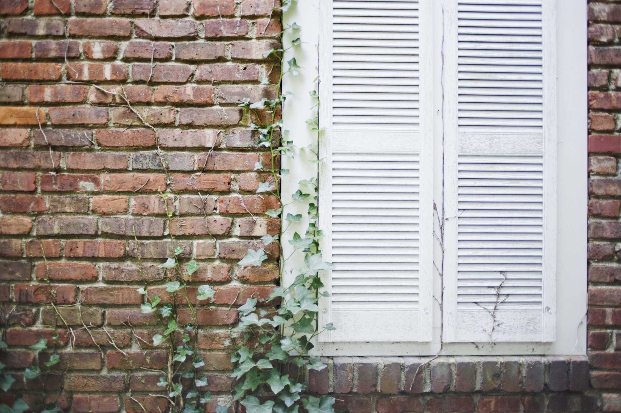 Hedera helix 'California' (Ivy)