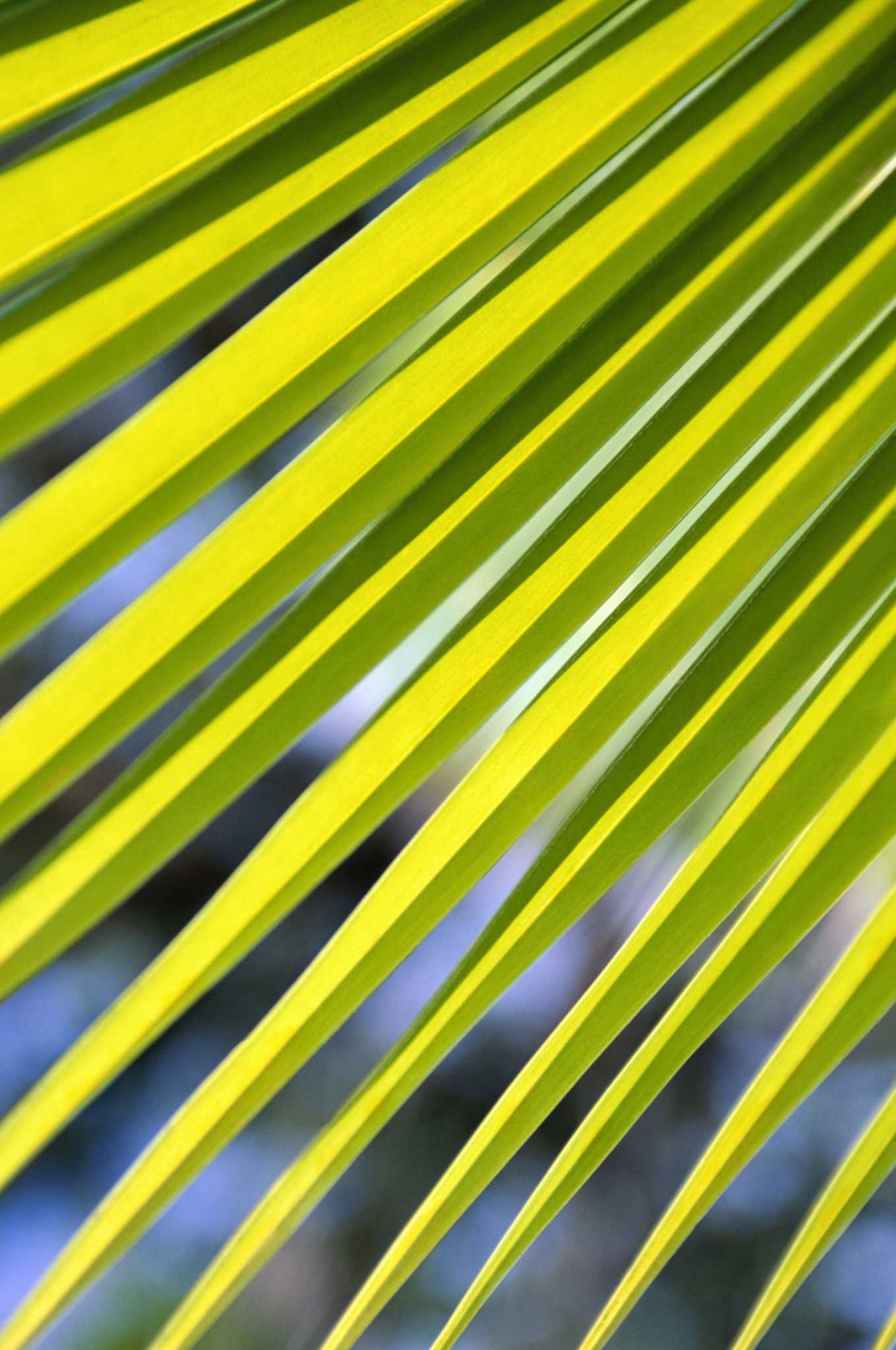 How to Clean a Sylvester Palm Tree