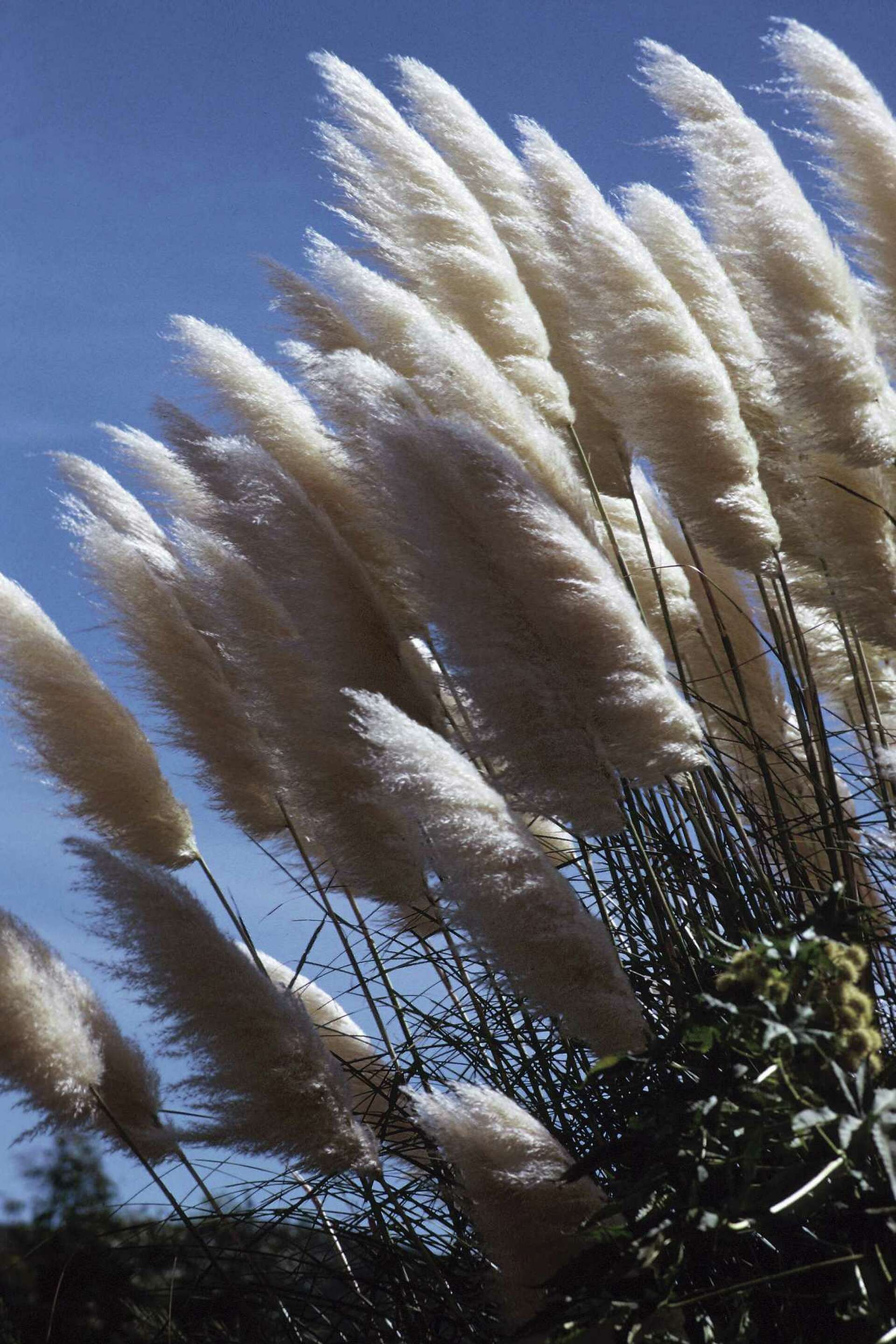 What Are the Fluffy Things on Pampas Grass Called?